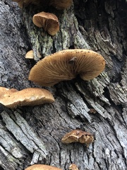 Crepidotus nephrodes