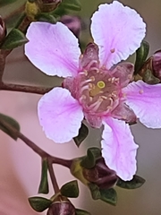 Pericalymma ellipticum