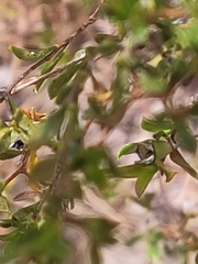 Pericalymma ellipticum