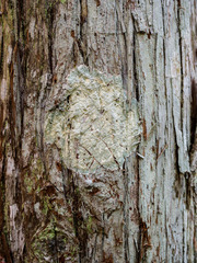 Cryptothecia striata