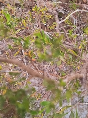 Pericalymma ellipticum