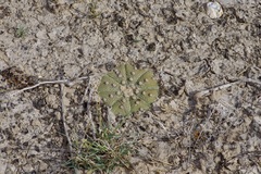 Astrophytum asterias