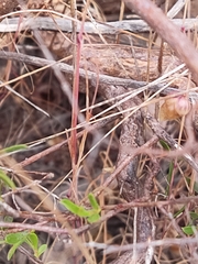 Pericalymma ellipticum