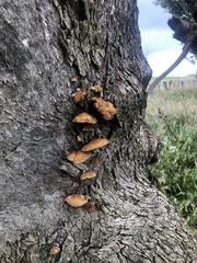 Crepidotus nephrodes