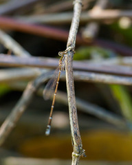 Nehalennia pallidula