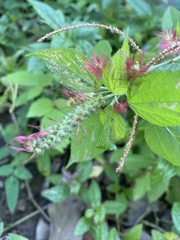 Acalypha phleoides
