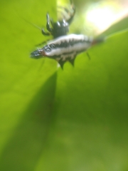 Gasteracantha geminata