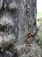 Crepidotus nephrodes