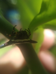 Gasteracantha geminata