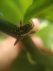 Gasteracantha geminata