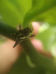 Gasteracantha geminata