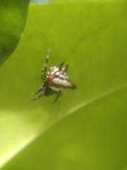 Gasteracantha geminata