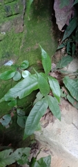 Tectaria harlandii