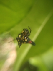 Gasteracantha geminata