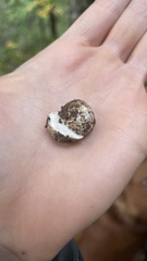 Leucophleps spinispora