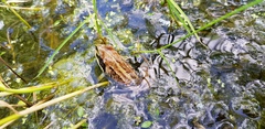 Rana amurensis