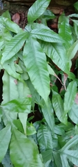 Tectaria harlandii