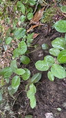 Leucophleps spinispora