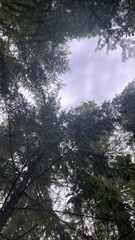 Leucophleps spinispora