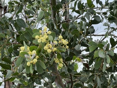 Acacia caerulescens