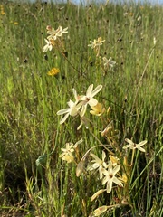 Ixia paniculata