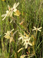 Ixia paniculata