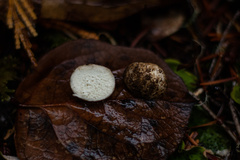 Leucophleps spinispora