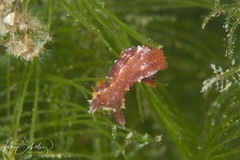 Polycera parvula