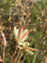Ixia paniculata