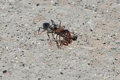 Liometopum occidentale