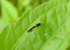 Odontomantis