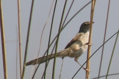 Prinia