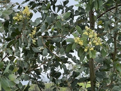 Acacia caerulescens