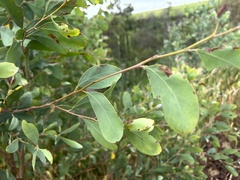 Acacia caerulescens