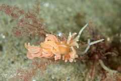 Phyllodesmium serratum