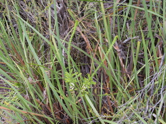 Acacia hastulata