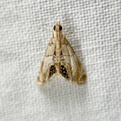 Acentropinae