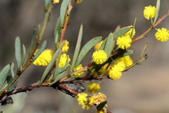 Acacia simmonsiana