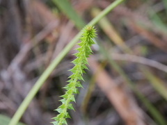 Acacia hastulata