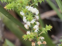 Acacia hastulata