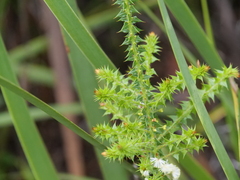 Acacia hastulata