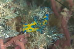 Tambja verconis
