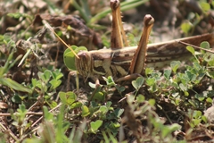 Cyrtacanthacris tatarica