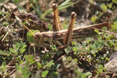 Cyrtacanthacris tatarica