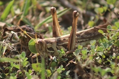 Cyrtacanthacris tatarica