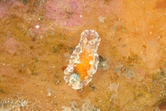 Chromodoris alternata