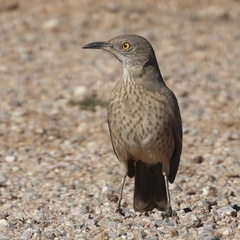 Toxostoma bendirei