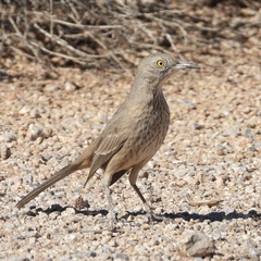 Toxostoma bendirei