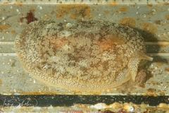 Pleurobranchaea maculata