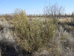 Hualania colletioides